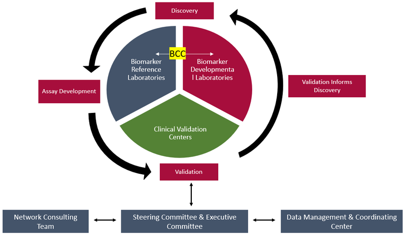 Organizational chart of the Early Detection Research Network